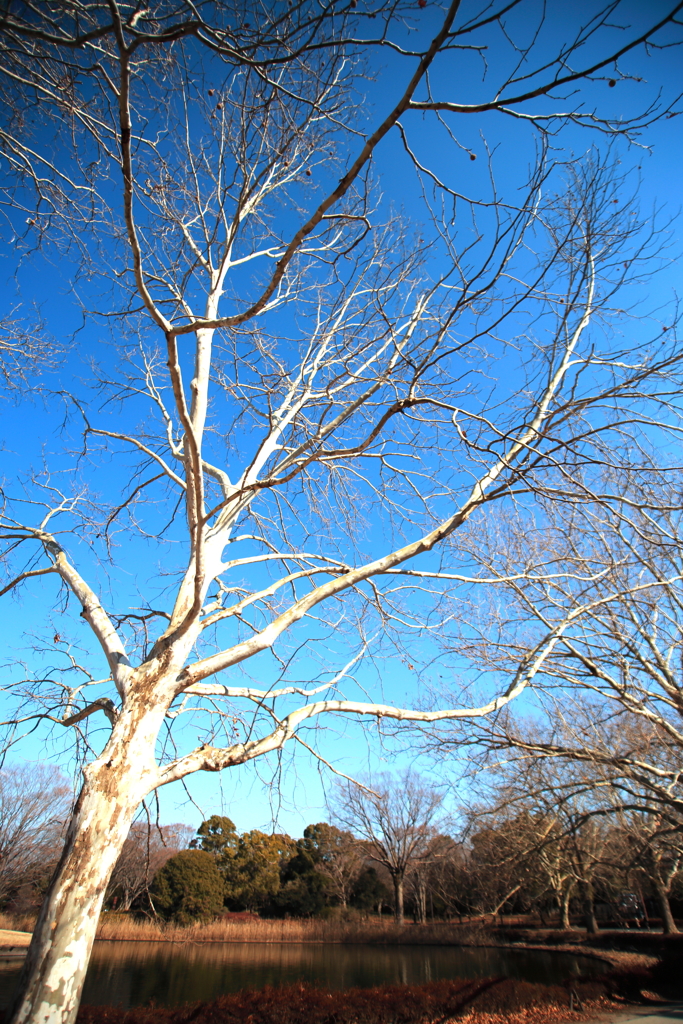 葉っぱ要らないね。