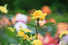薔薇影