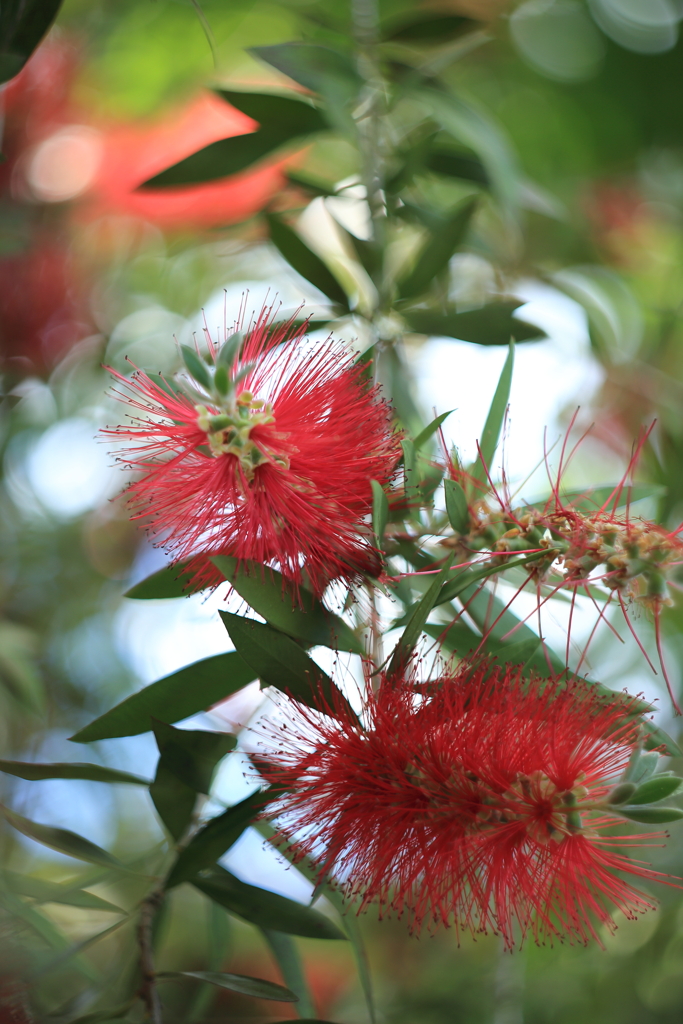 なるほどブラシだ 渦中の花だ