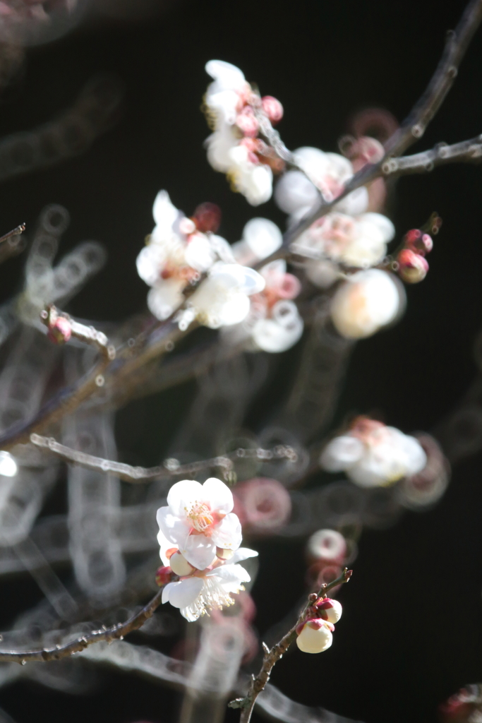 リングを花に見立ててみる