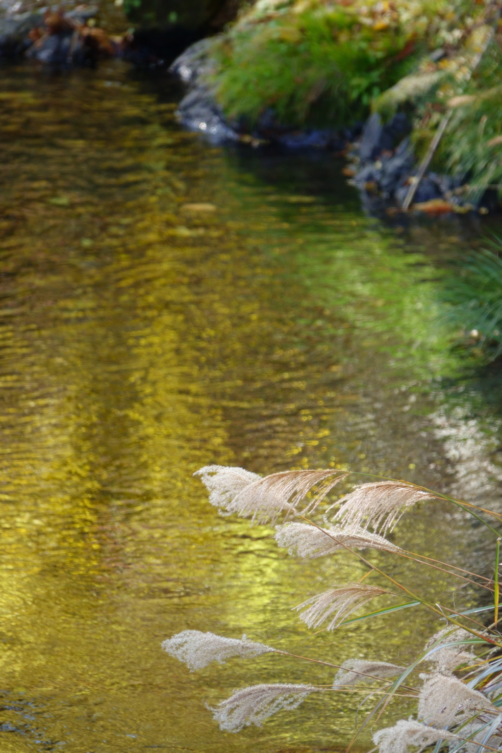 reflect gold