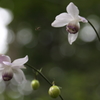 去年は雨　今年はちょっと早かった1
