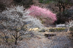 春が滲む