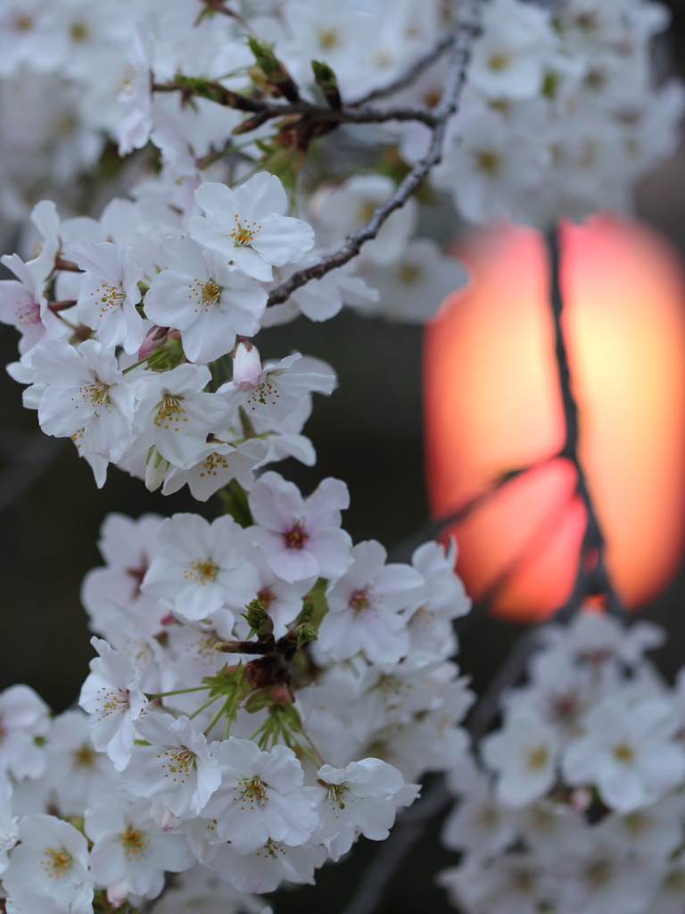 夕刻 桜の時間1