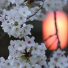夕刻 桜の時間1