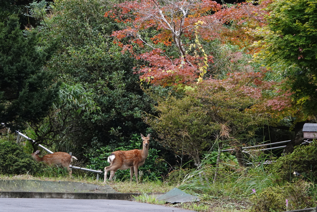 鹿は秋色（てる、られてる。2）