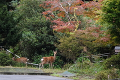 鹿は秋色(てる、られてる。2) 鹿は秋色(てる、られてる。2)