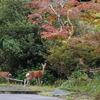 鹿は秋色（てる、られてる。2）