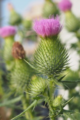 もさもさ？わさわさ？