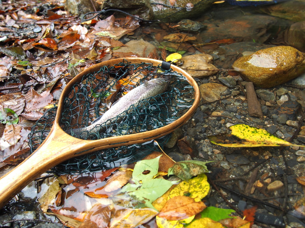 【魚注意】ここにも秋色1