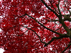 紅で塗りつぶす