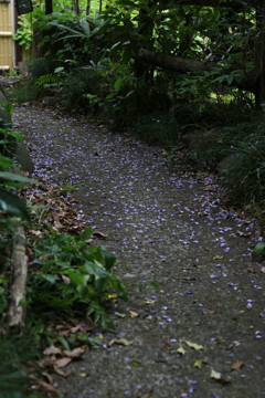 Please imagine wisteria trellis