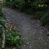 Please imagine wisteria trellis