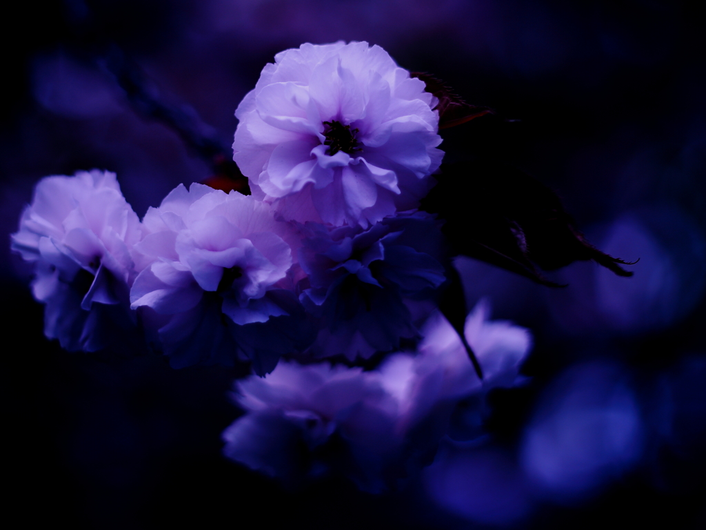 夜の桃1