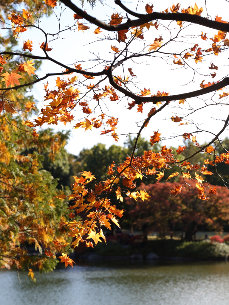 池付き紅葉