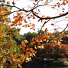 池付き紅葉