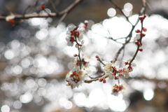 Plum blossom10