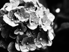 Hydrangea sweated