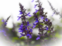 Blue seen in a dream