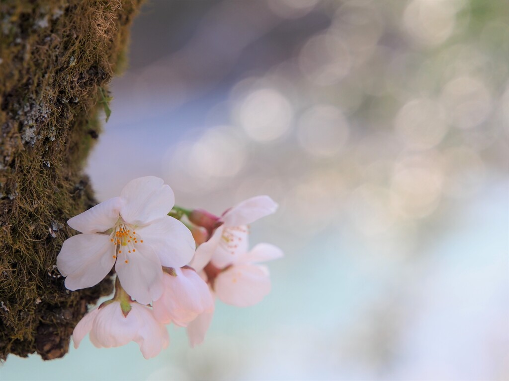 27.1℃の桜