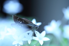 クール