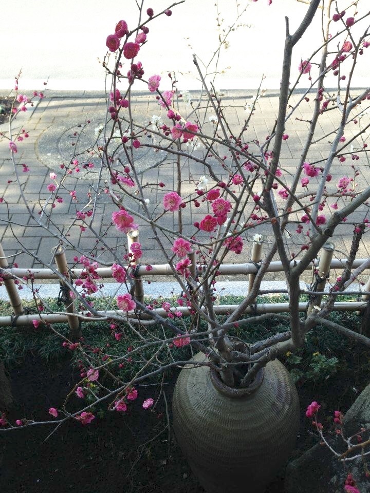 青梅 梅まつり5