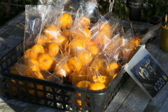 ゆず湯に入ろう