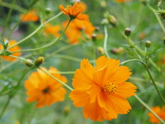 絞りたてオレンジジュースは如何？