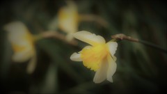 うつつ