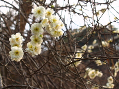 Plum blossom12