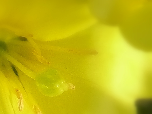 In un fiore3