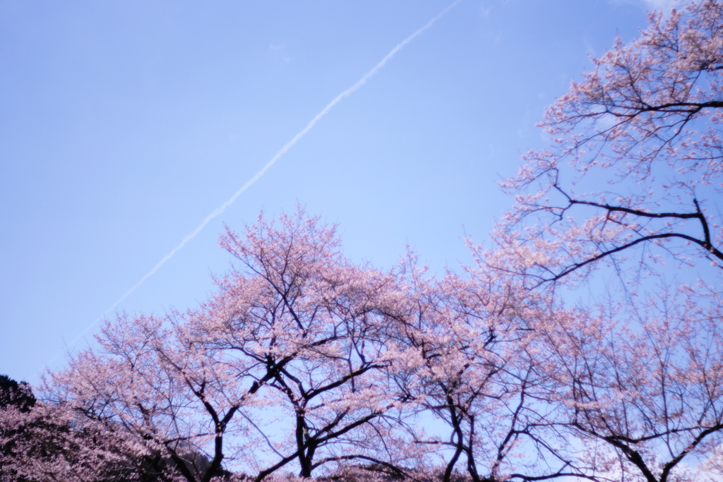 ひこーき雲さくら色