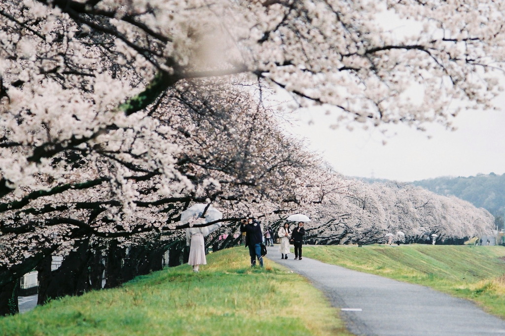 雨風情な桜道