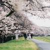 雨風情な桜道