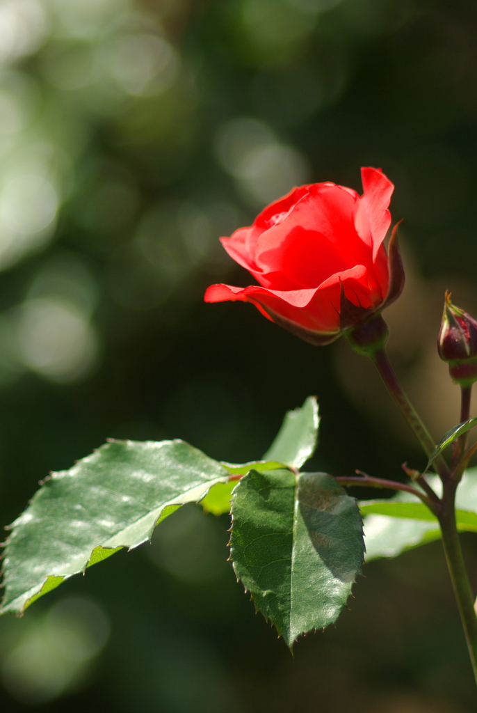 saturated red