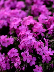 足元のRed purple