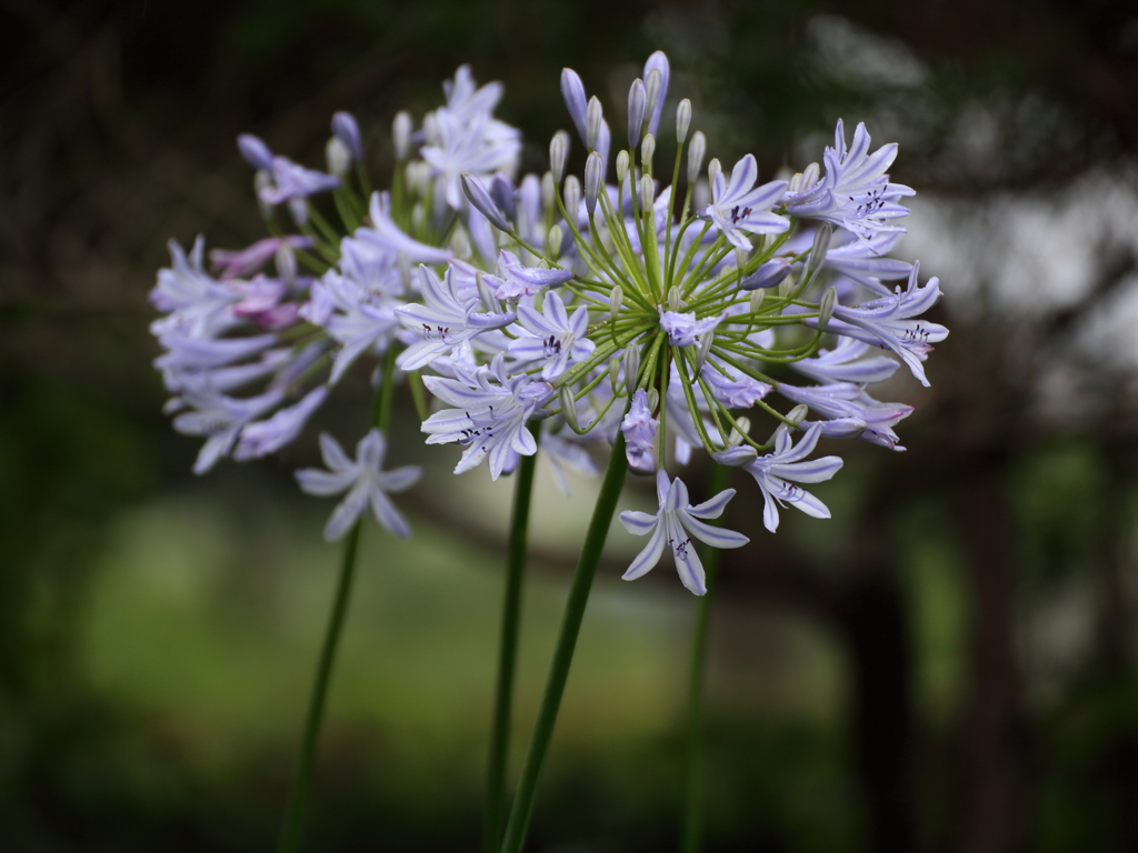 碧い花火