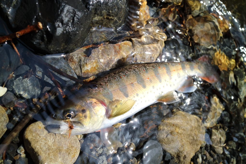 【魚注意】アマゴ3