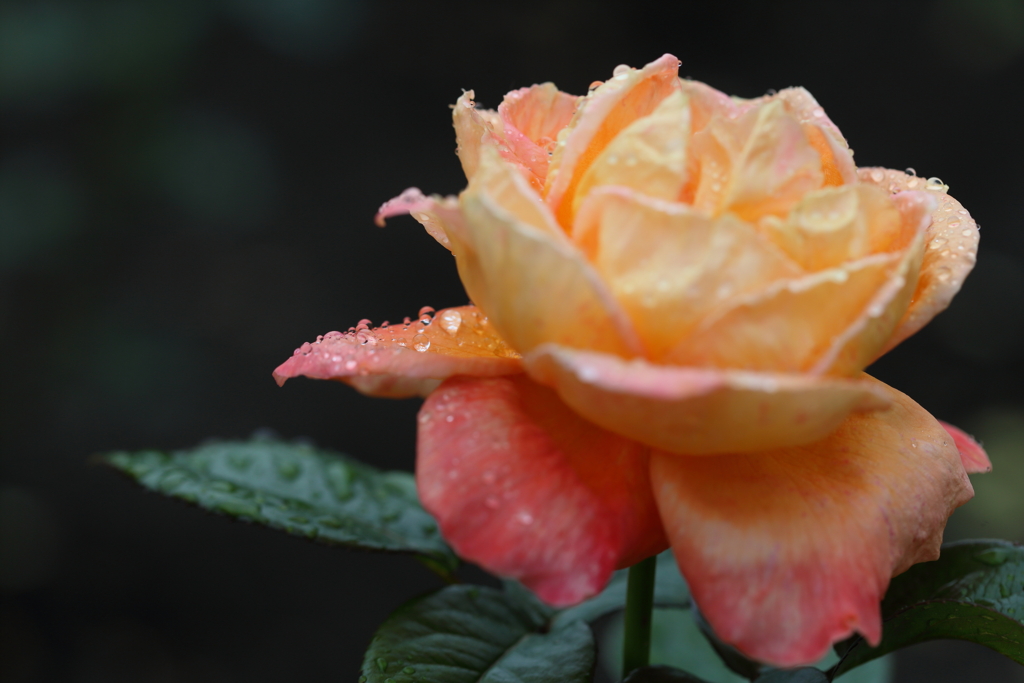 Modern Rose2