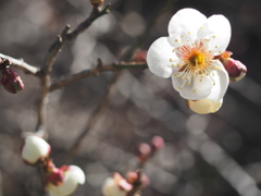 Plum blossom4