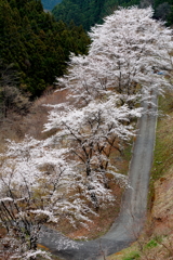 坂桜