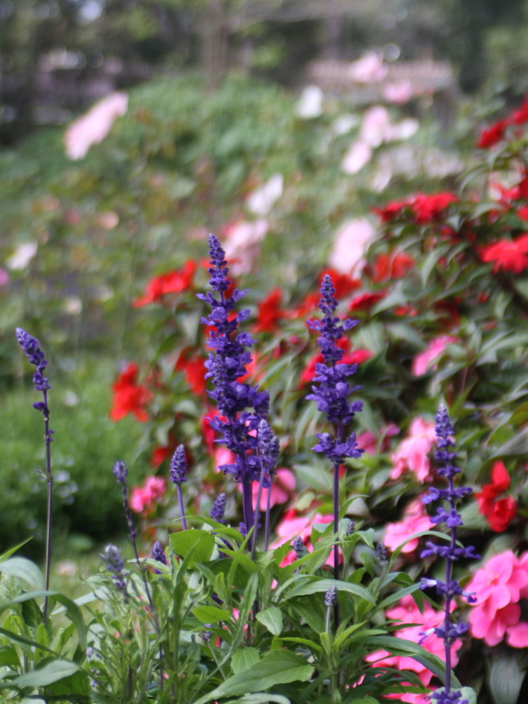 チェンマイに咲いていた花２（わからん）