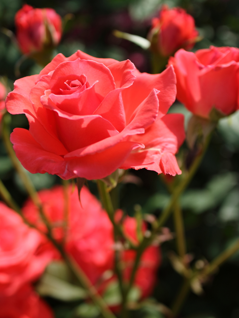 ROSE2
