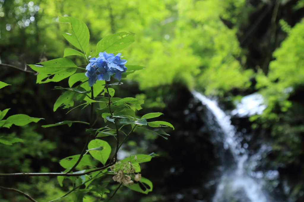 里川のブルー