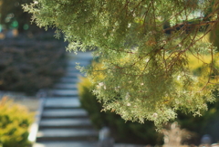 コニファー園の石段