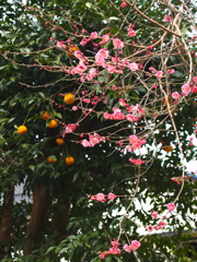 Plum blossom14