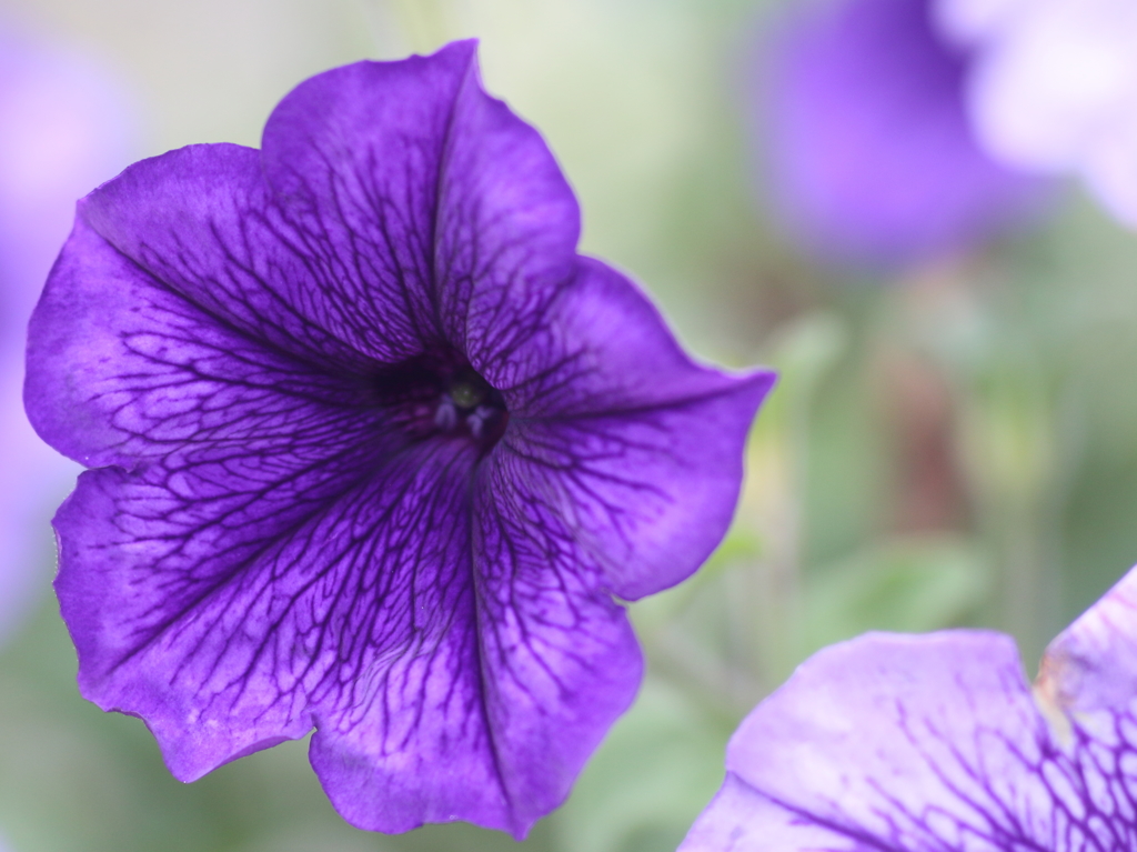 実家に咲いていた花２（なんだろ）