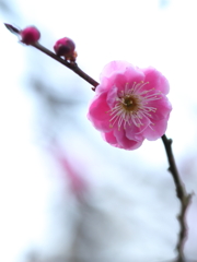 下弦の紅梅