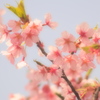 春、来てます！