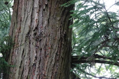 Jewels born from trees